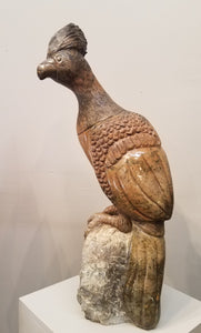 Go Away Bird. Color Range: Brown, Slate, Orange.