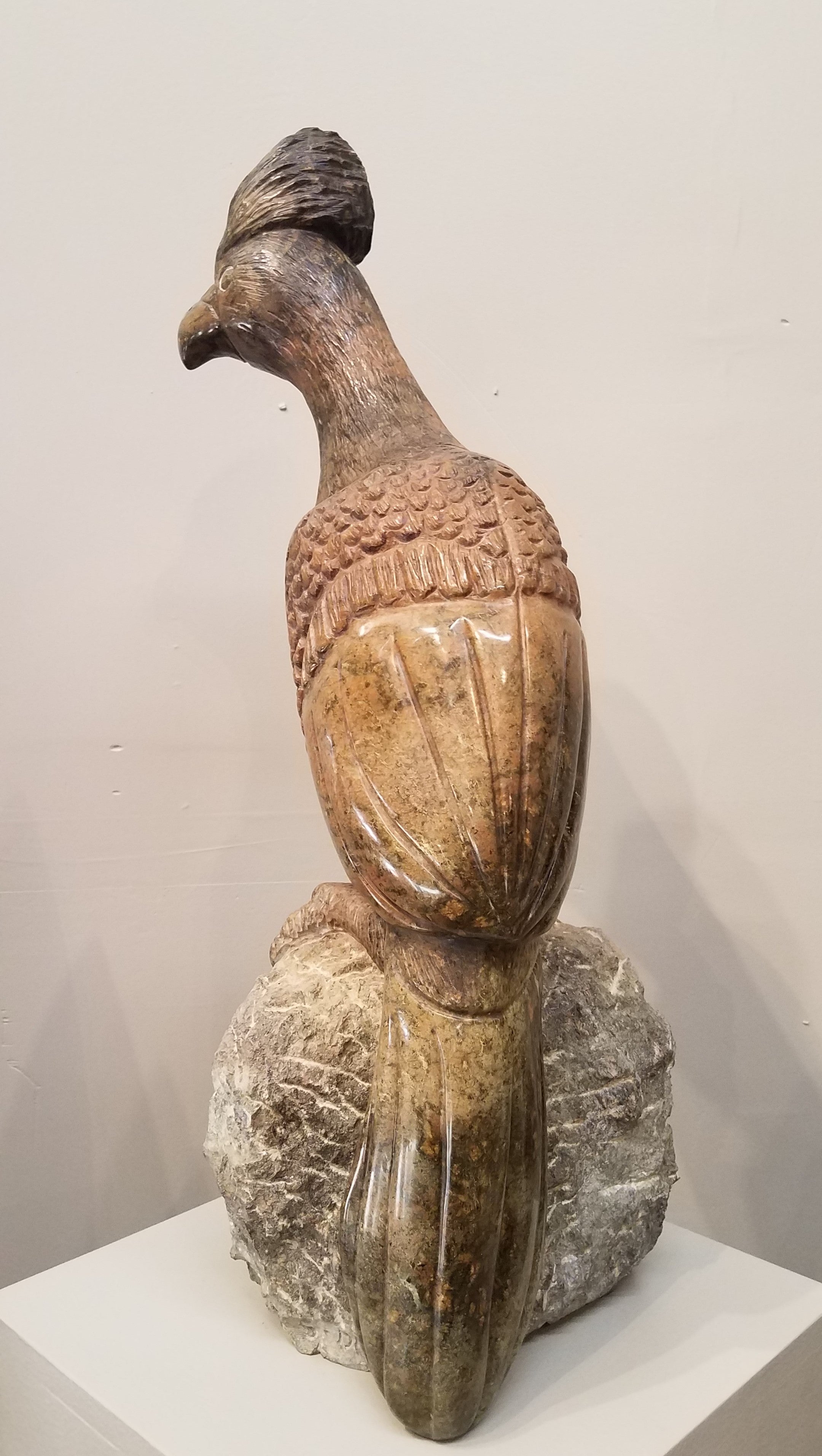 Go Away Bird. Color Range: Brown, Slate, Orange.