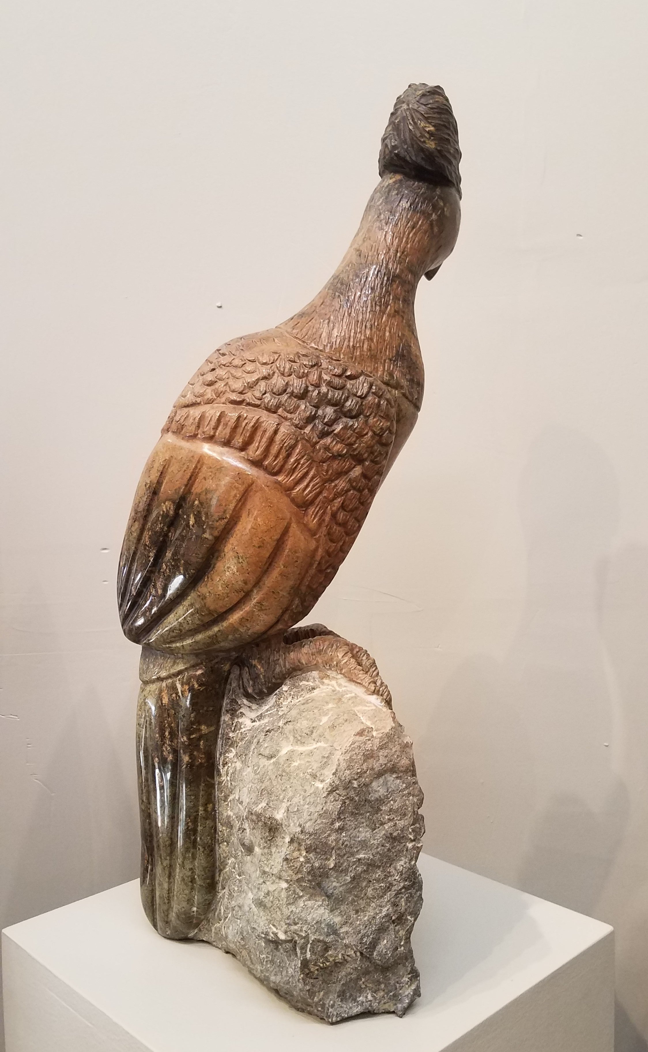 Go Away Bird. Color Range: Brown, Slate, Orange.