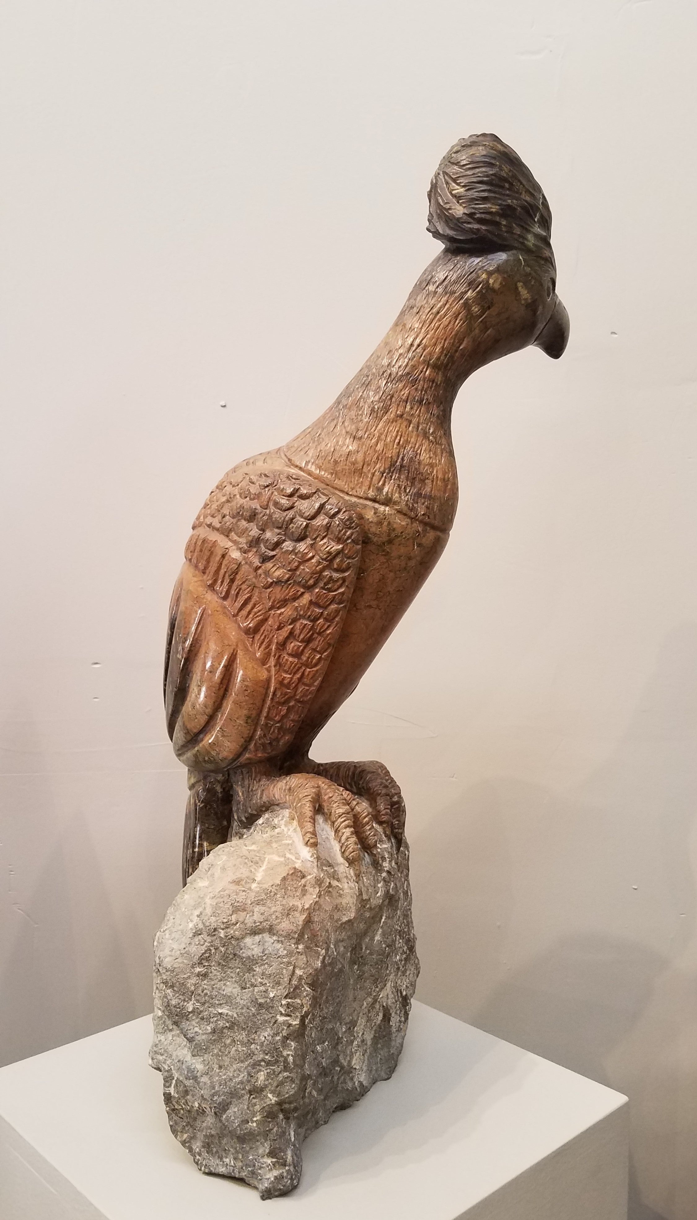 Go Away Bird. Color Range: Brown, Slate, Orange.