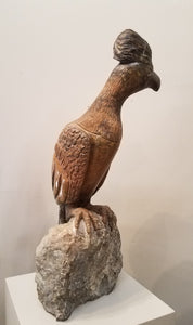 Go Away Bird. Color Range: Brown, Slate, Orange.