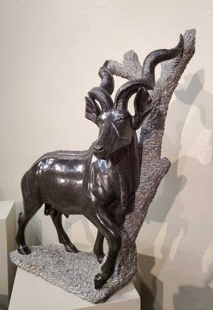 Majestic Kudu